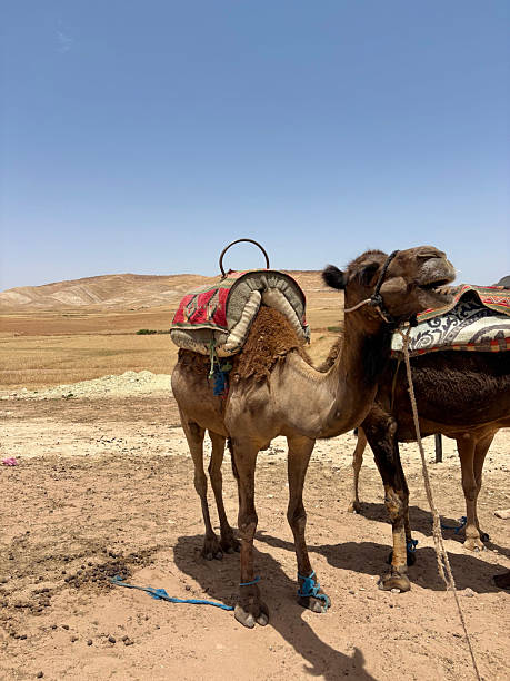 Horizontal banner with caravan of camels in Sahara desert, Morocco. Driver-berber with three camels dromedary on sunrise sky background and traditional moroccan houses