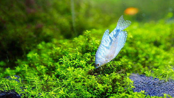 Blue gourami in a freshwater aquarium