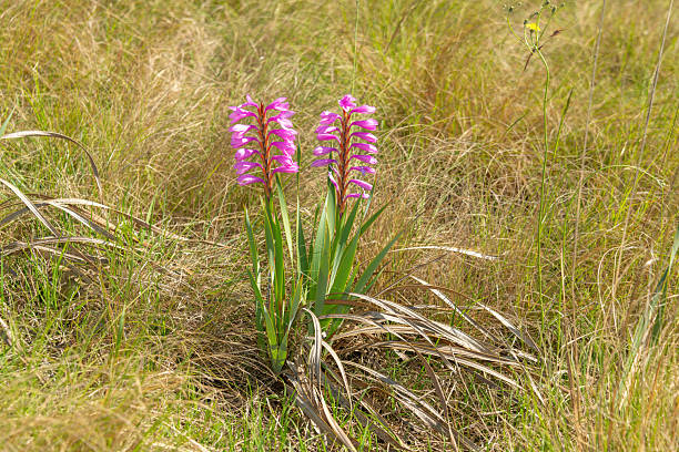 Pink bugle flower (Watsonia confusa), also known as confused watsonia, in bloom – An endemic South African wildflower in a natural grassland in KwaZulu-Natal