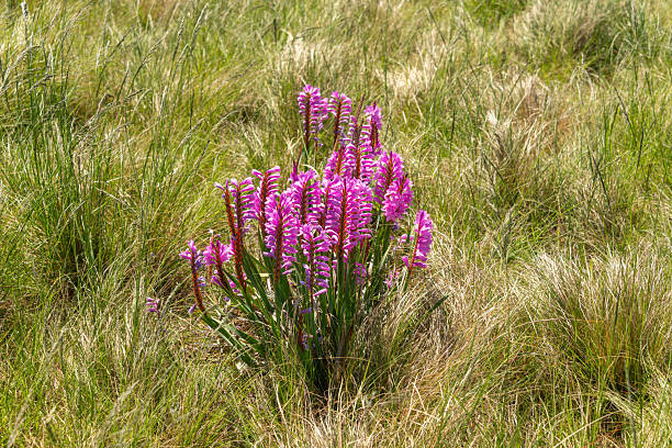 Pink bugle flower (Watsonia confusa), also known as confused watsonia, in bloom – An endemic South African wildflower in a natural grassland in KwaZulu-Natal