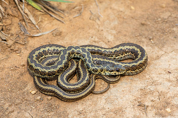 istock Spotted skaapsteker, also known as a spotted grass snake (Psammophylax rhombeatus) 2244135078