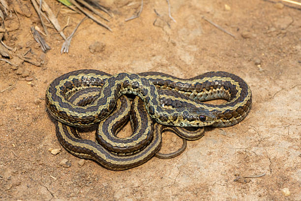 istock Spotted skaapsteker, also known as a spotted grass snake (Psammophylax rhombeatus) 2244135081