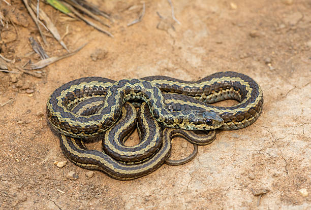 istock Spotted skaapsteker, also known as a spotted grass snake (Psammophylax rhombeatus) 2244135083