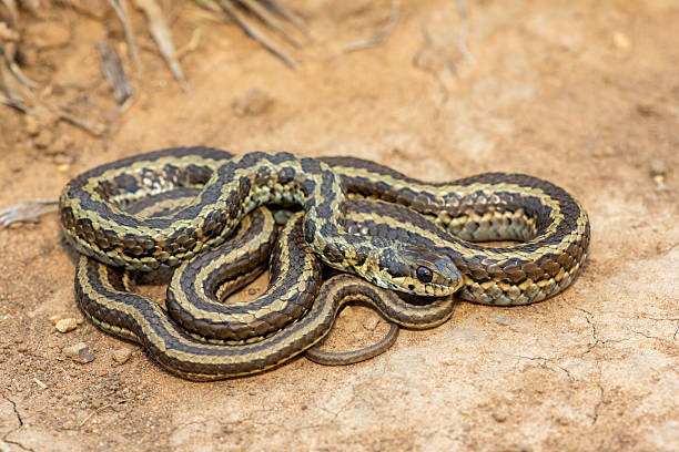 istock Spotted skaapsteker, also known as a spotted grass snake (Psammophylax rhombeatus) 2244135213