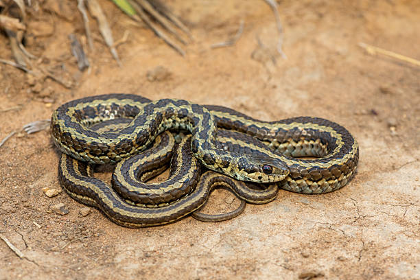 istock Spotted skaapsteker, also known as a spotted grass snake (Psammophylax rhombeatus) 2244135216