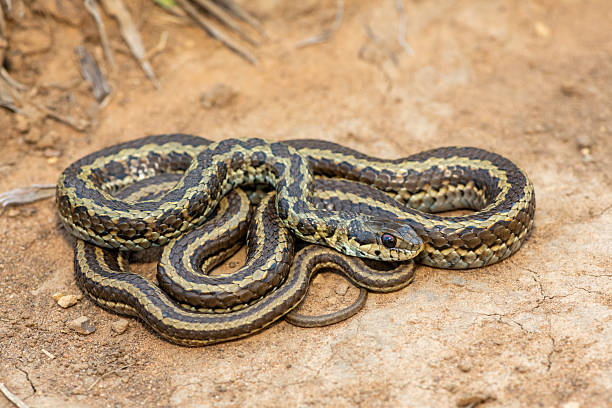 istock Spotted skaapsteker, also known as a spotted grass snake (Psammophylax rhombeatus) 2244135219