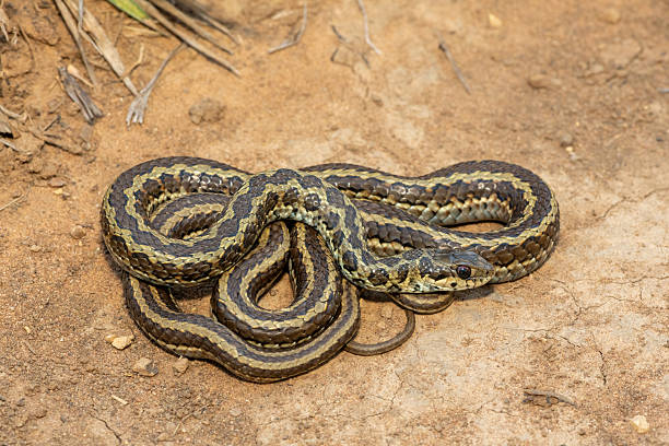 istock Spotted skaapsteker, also known as a spotted grass snake (Psammophylax rhombeatus) 2244135443