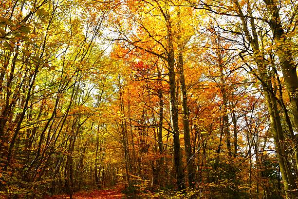 Temperate, deciduous broadleaf beech forest in yellow and orange autumn foliage
