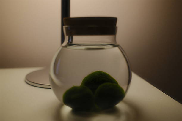 Three moss balls are suspended in water inside a jar.