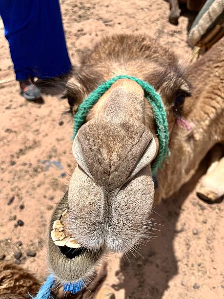 istock Dromedary camel posing for close-up portrait in Sahara desert 2244138495