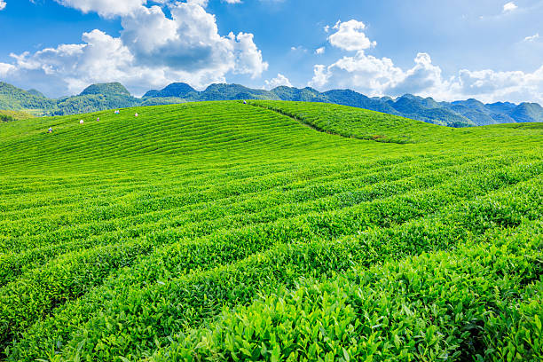 istock Green tea plantation on the farm 2244138849