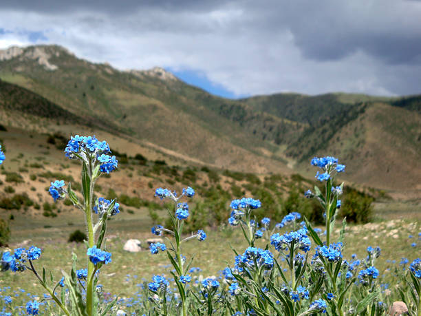 A picturesque view of blue wildflowers in a mountainous region with a cloudy sky overhead.
