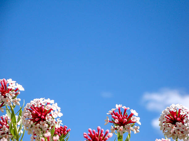 A close-up view of flowers with red and white petals against a clear blue sky, showcasing natural beauty.