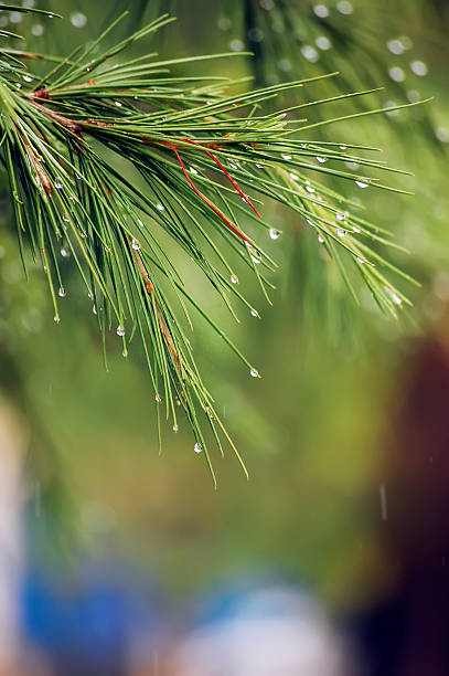 A close-up photograph of a green plant with long slender leaves and droplets of water on them
