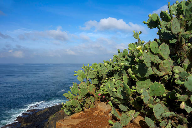istock Cactus at Cape Manuel in Senegal 2244141023