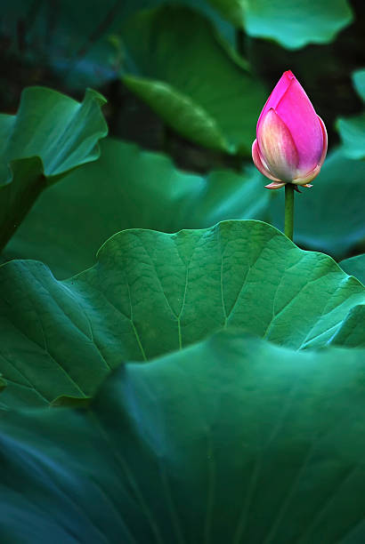 istock A beautiful pink lotus bud among large green leaves 2244141221