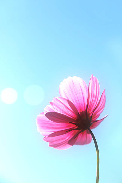 A single pink cosmos flower stands out against a clear blue sky, showcasing its delicate petals and vibrant color.