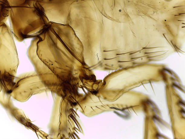 istock Microscopic Lateral View of a Female Human Flea (Pulex irritans 2244142493