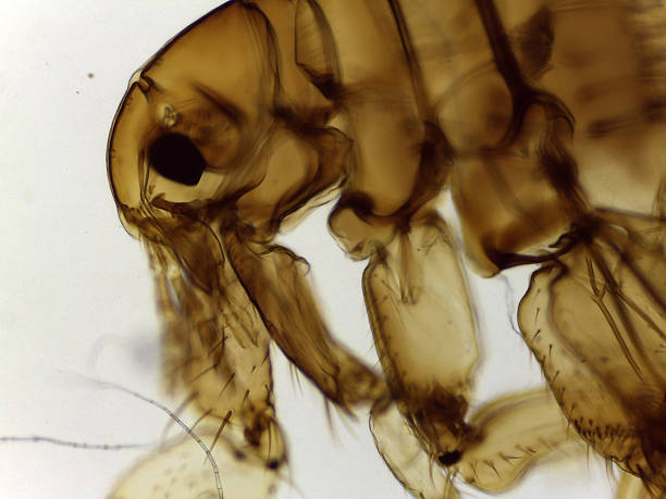 istock Microscopic Lateral View of a Female Human Flea (Pulex irritans 2244142496