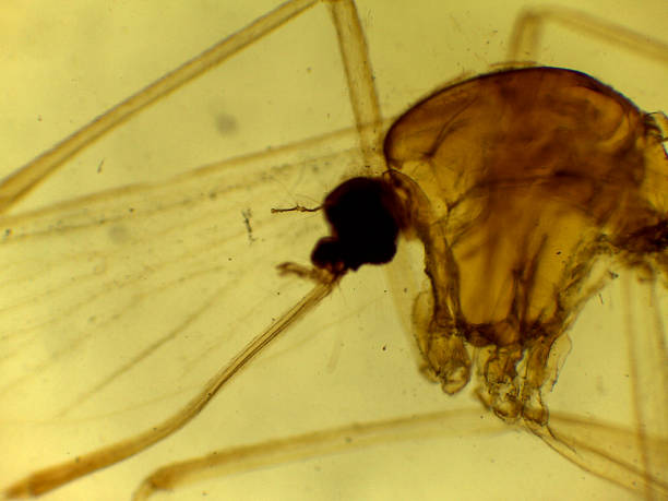 istock Microscopic Morphology of Culex pipiens Mosquito Larval or Pupal Head Capsule and Appendage 2244143076