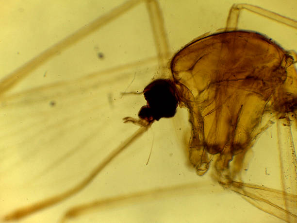 istock Microscopic Morphology of Culex pipiens Mosquito Larval or Pupal Head Capsule and Appendage 2244143164