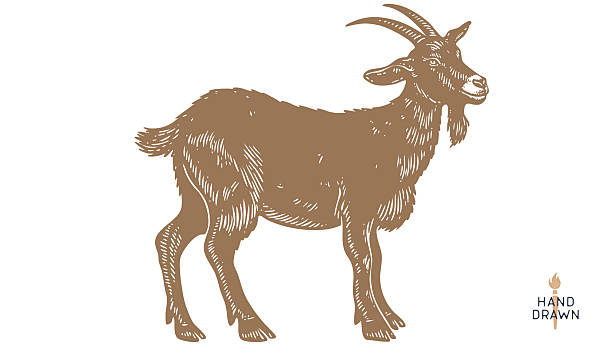 Goat. Vintage retro print, black white goat drawing, sketch ink pencil draw, engrave old school style. Sketch artwork silhouette goat with horns. Side view profile goat. Vector Illustration