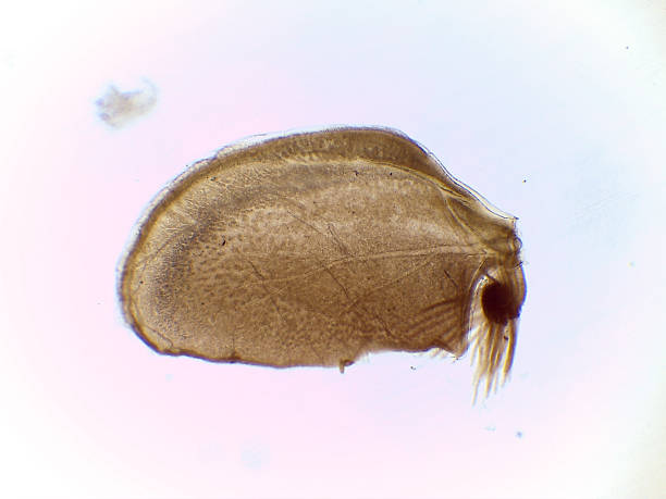 Microscopic View of a Clinging Mayfly Nymph Gill (Cloeon
