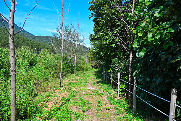 An unnamed forest path that no longer passes by people