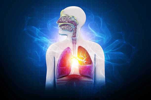 istock Chronic obstructive pulmonary disease,respiratory diseases, 3d illustration 2244145809