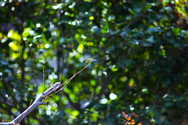 istock A  red  dragonfly  peached on a small branch. 2244145810