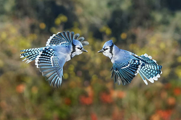 istock Blue Jays against fall colours near birdfeeder 2244146331