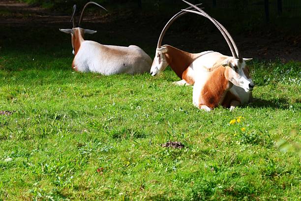 Three Scimitar-Horned Oryx Resting on Green Grass