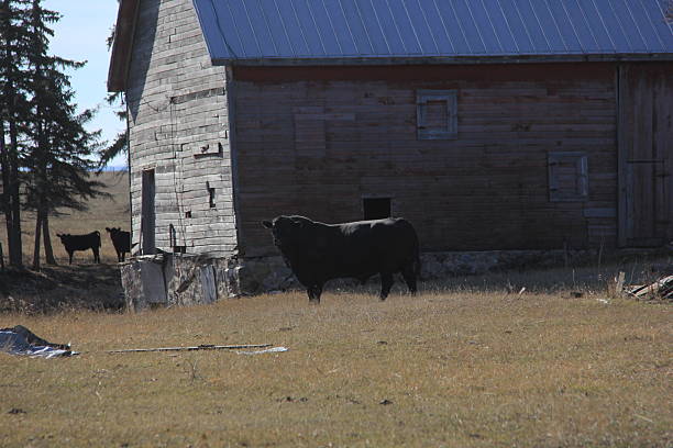 istock Out and About Near Abernethy Saskatchewan 2244146917