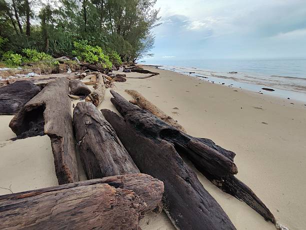 istock weathered driftwood log lies horizontally on a tropical sandy beach 2244147202