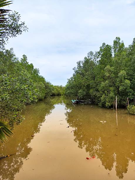 istock A calm, muddy brown river flowing through a dense 2244147239