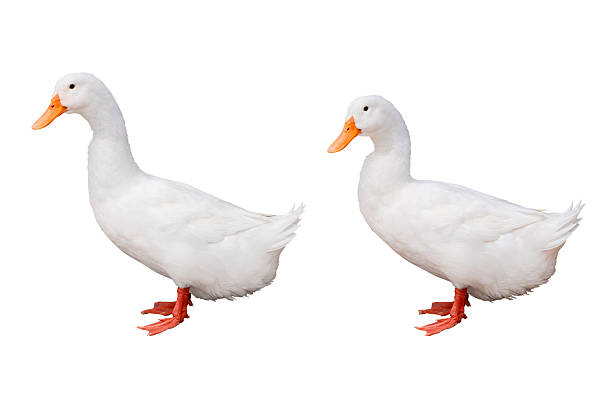 istock White domestic duck standing isolated on white background with clipping path. White duck with orange beak and feet. Concept of agriculture, poultry farming, and natural animal life. 2244148390
