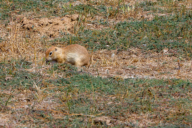 istock Ground Squirrel Feeding at the Burrow Entrance 2244148999