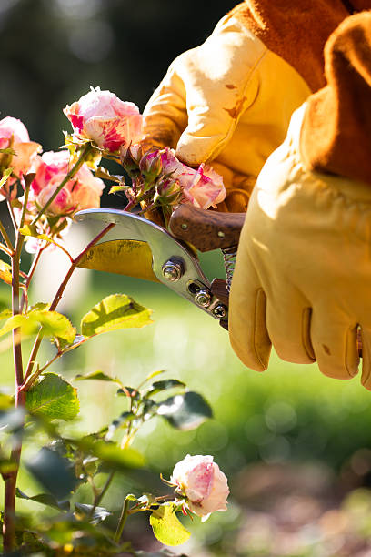 istock Pruning roses for winter, landscape design, a gardener pruning roses with pruning shears, professional garden care 2244149528