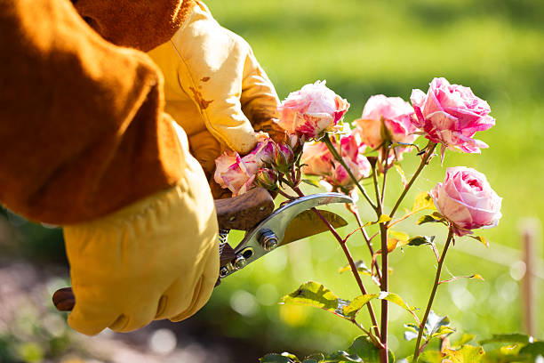istock Pruning roses for winter, landscape design, a gardener pruning roses with pruning shears, professional garden care 2244149542