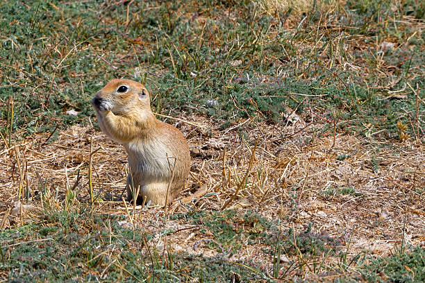 A ground squirrel feeds near the entrance of its burrow in a dry grassy field. Holding food between its small paws, it nibbles carefully while staying alert to its surroundings. The warm tones of its fur blend with the parched earth, capturing a quiet moment of life in the steppe.