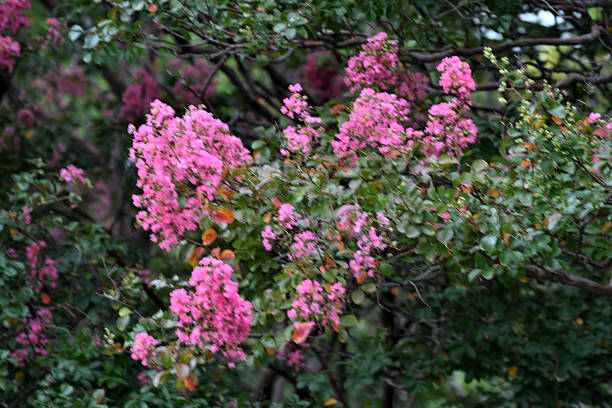 Lagerstroemia indica, commonly known as crape myrtle, is an upright, wide-spreading, multi-stemmed, deciduous shrub or small tree in the loosestrife family. It typically grows to 15-25’ tall. It is native from the Himalayas through southern China, southeast Asia and Japan, but has naturalized in the U.S. from Virginia to Arkansas south to Texas and Florida. An additional common name is Lilac of the South in reference to its popularity in southern gardens. Key ornamental features include long bloom period, exfoliating bark and superb fall color. Terminal, crepe-papery inflorescences (to 6-18” long) of showy flowers with crimped petals bloom in summer (sometimes to frost) on upright branches. ［From “Missouri Botanical Garden”］