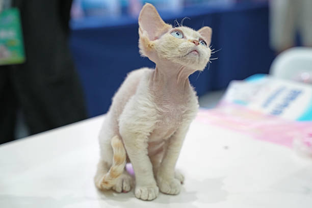 Quick witted and cute Cornish Rex cat.