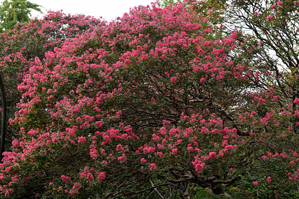 During spring, flower colors are the most striking in the northern hemisphere, showing that winter is gone.