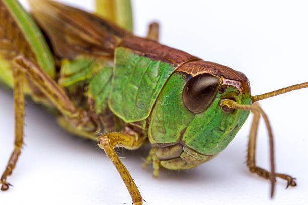 Grasshopper perched on a twig.
