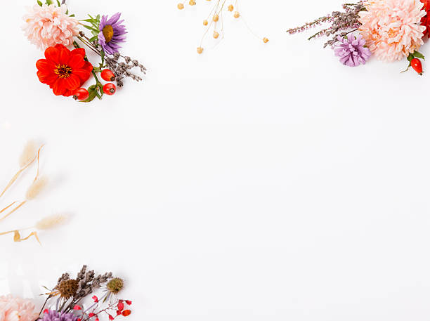 istock Panoramic autumn floral frame with asters, dahlias, lavender, dried grass, rose hips on white background, flat lay style with copy space, template for thanksgiving, halloween, all saints day, harvest festival 2244153700