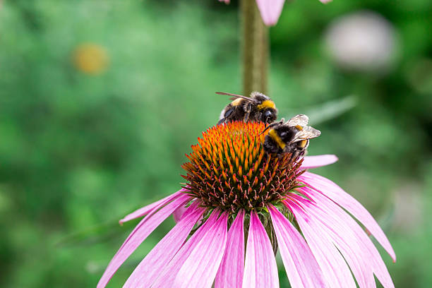 flower reproduction. flower pollination by insects. natural plant reproduction. symbiosis. bumblebee on a flower. blurred background. space for text. bokeh.