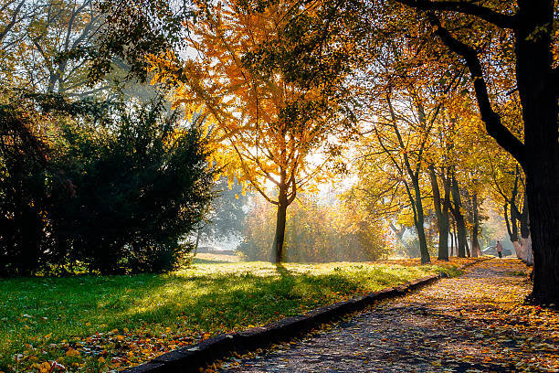 istock city park autumn scenery on sunny morning 2244154827