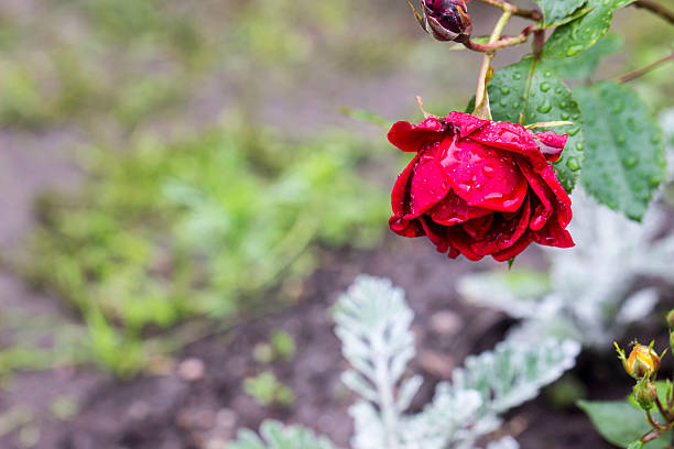 red roses on a bush with raindrops and dew on a blurred background with bokeh. space for text. colorful flower photography. close-up. beautiful screensaver. romantic love