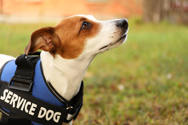 istock Cute Jack Russell Terrier wearing service dog vest outdoors, closeup. Space for text 2244158004
