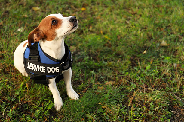 istock Cute Jack Russell Terrier wearing service dog vest outdoors, space for text 2244158024